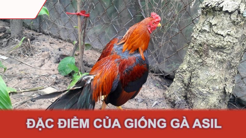 Đặc điểm của giống gà Asil