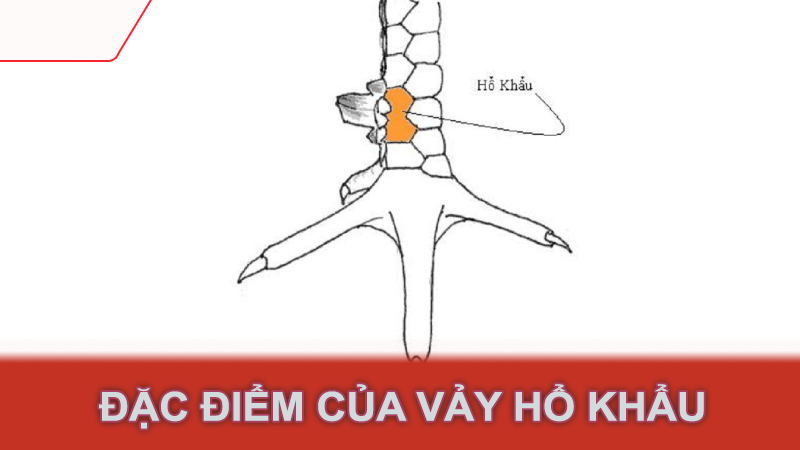 Đặc điểm của vảy hổ khẩu