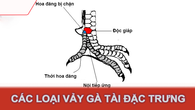 Các loại vảy gà tài đặc trưng