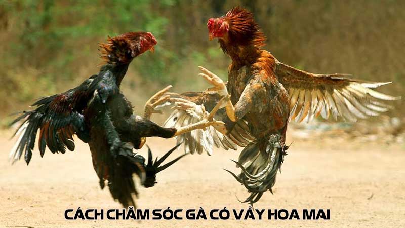 Cách chăm sóc gà có vảy hoa mai