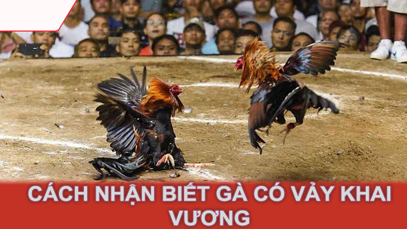 Cách nhận biết gà có vảy khai vương