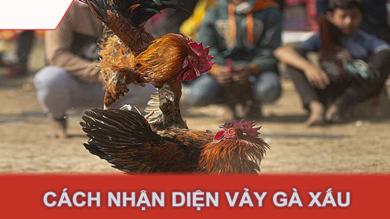 Cách nhận diện vảy gà xấu