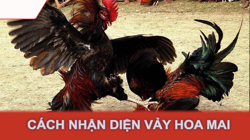 Cách nhận diện vảy hoa mai