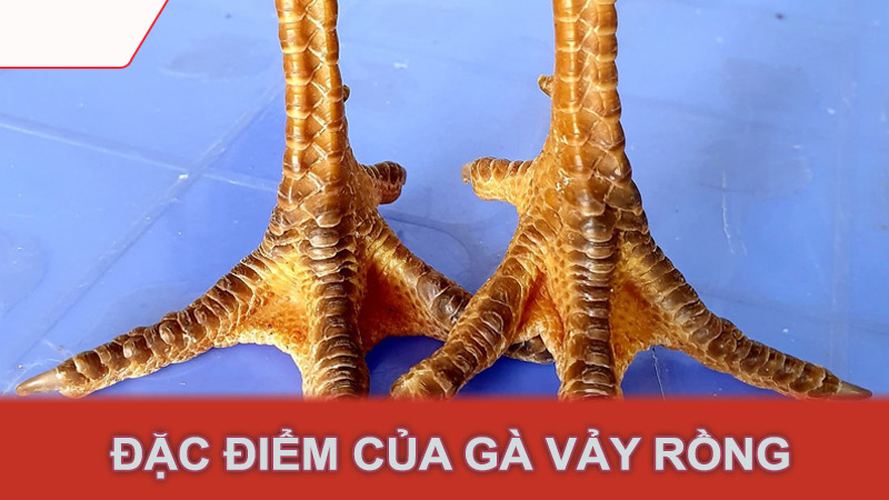 Đặc điểm của gà vảy rồng