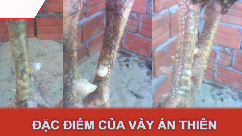 Đặc điểm của vảy án thiên