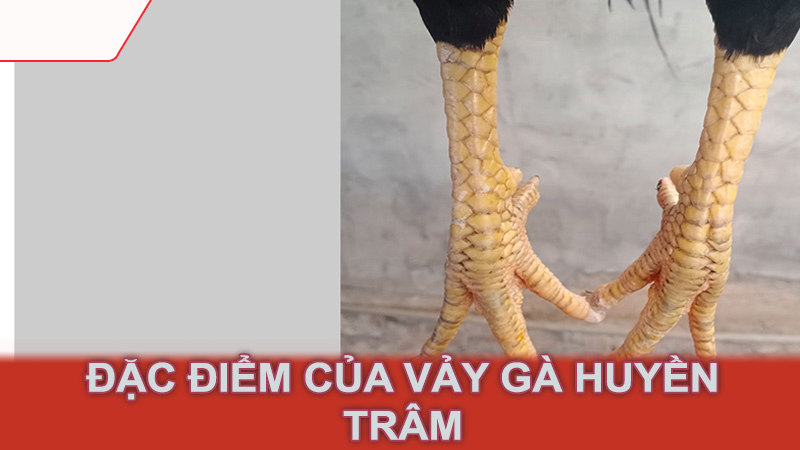 Đặc điểm của vảy gà huyền trâm