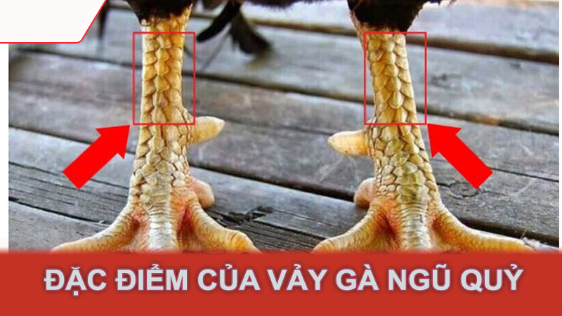 Đặc điểm của vảy gà ngũ quỷ