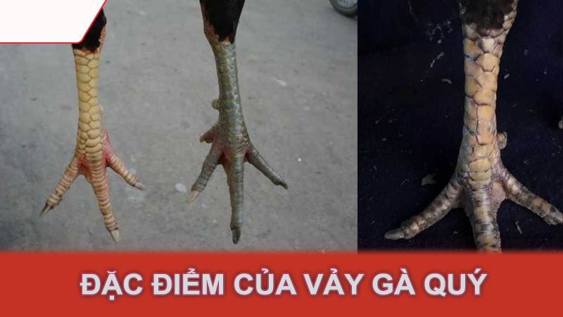 Đặc điểm của vảy gà quý