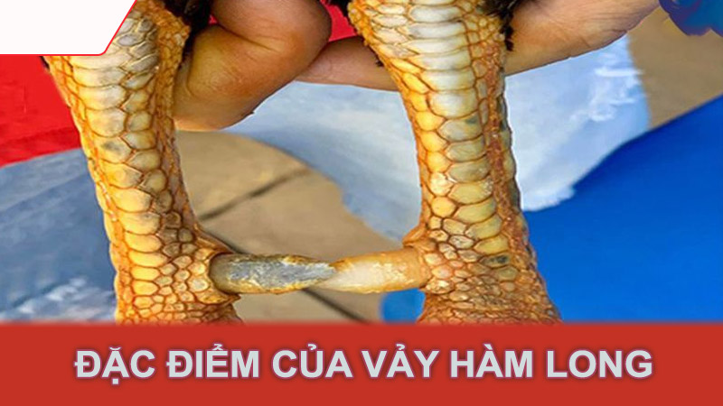 Đặc điểm của vảy hàm long