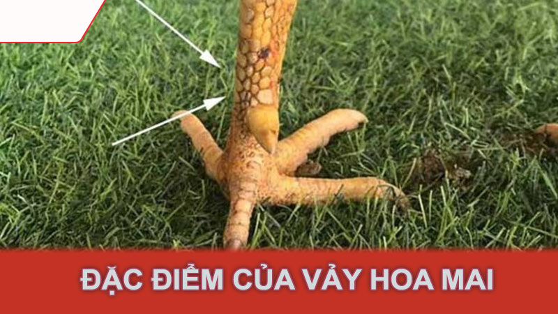 Đặc điểm của vảy hoa mai