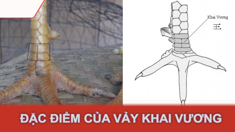 Đặc điểm của vảy khai vương