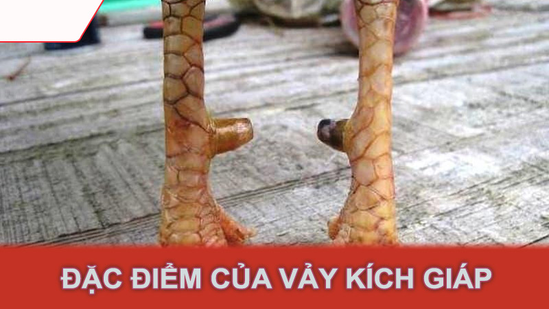 Đặc điểm của vảy kích giáp