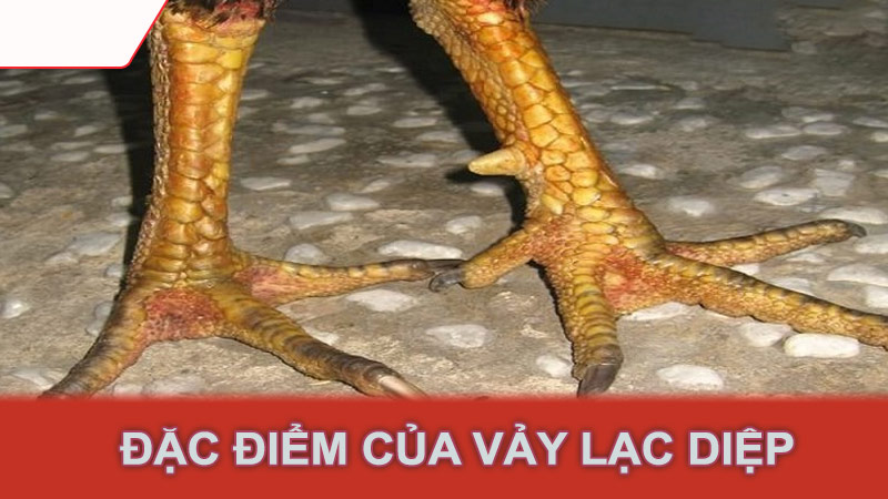 Đặc điểm của vảy lạc diệp