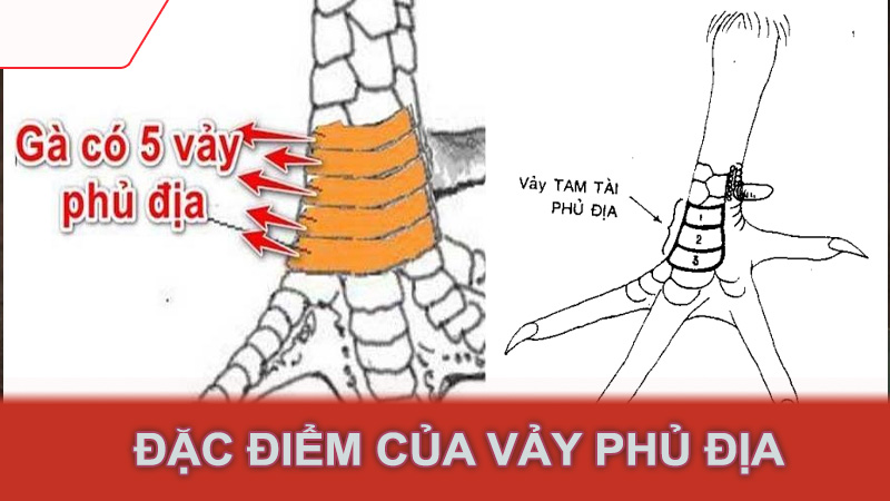 Đặc điểm của vảy phủ địa