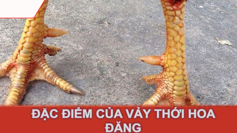 Đặc điểm của vảy thới hoa đăng