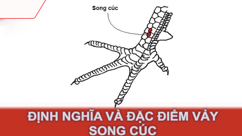 Định Nghĩa và Đặc Điểm Vảy Song Cúc