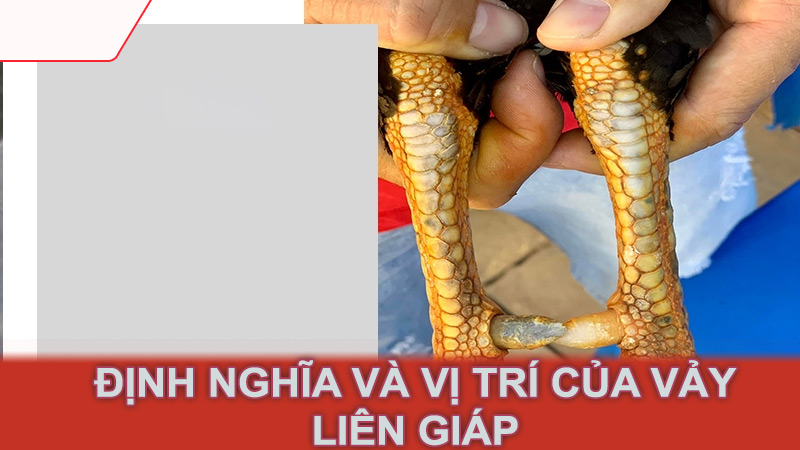 Định nghĩa và vị trí của vảy liên giáp