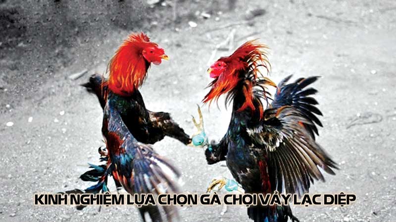 Kinh nghiệm lựa chọn gà chọi vảy lạc diệp