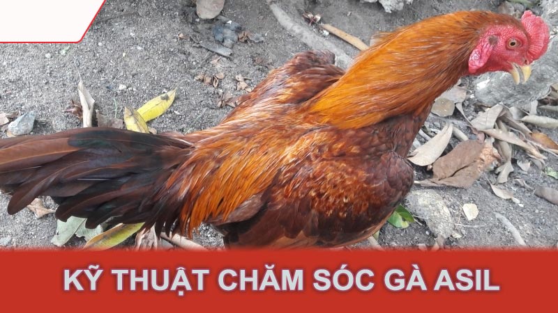 Kỹ thuật chăm sóc gà Asil