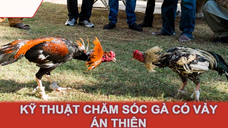 Kỹ thuật chăm sóc gà có vảy án thiên