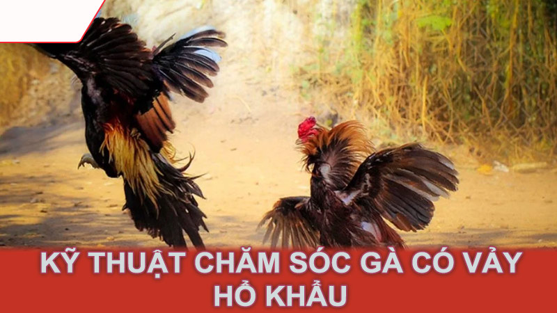 Kỹ thuật chăm sóc gà có vảy hổ khẩu