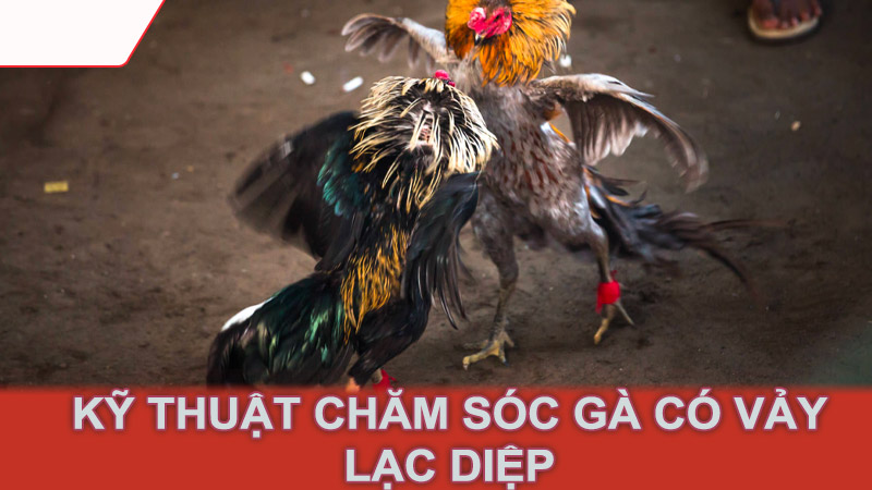 Kỹ thuật chăm sóc gà có vảy lạc diệp