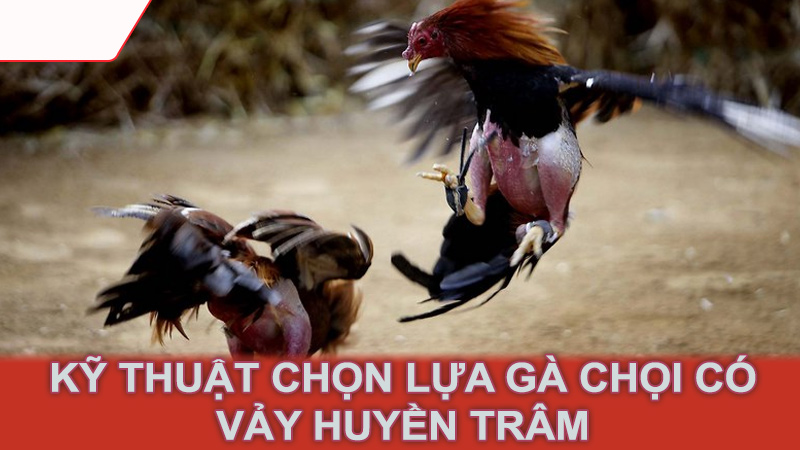 Kỹ thuật chọn lựa gà chọi có vảy huyền trâm