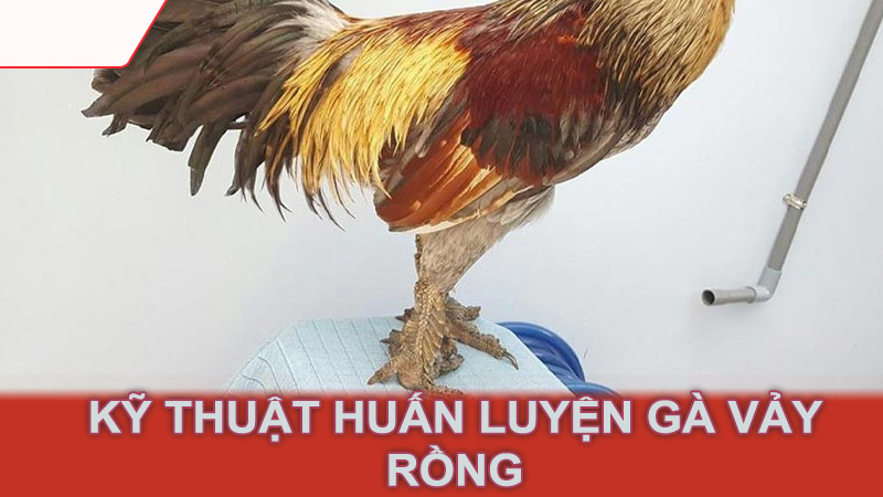 Kỹ thuật huấn luyện gà vảy rồng