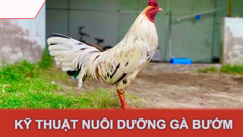 Kỹ thuật nuôi dưỡng gà bướm