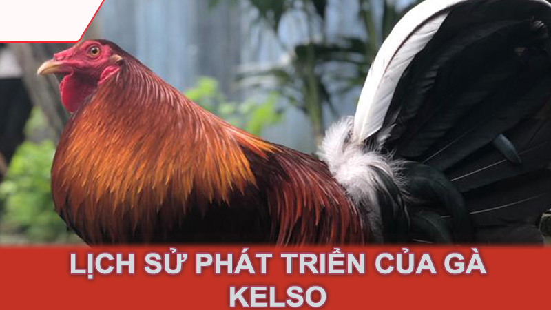 Lịch sử phát triển của gà Kelso