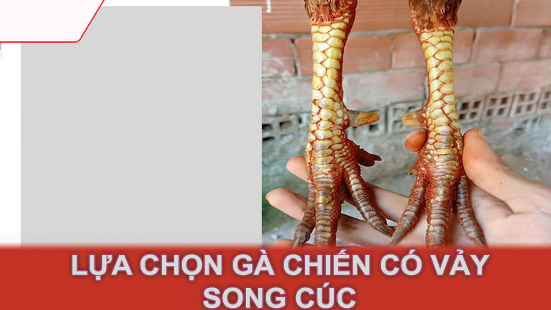 Lựa Chọn Gà Chiến Có Vảy Song Cúc