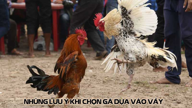 Những lưu ý khi chọn gà dựa vào vảy liên giáp