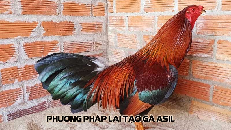 Phương pháp lai tạo gà Asil