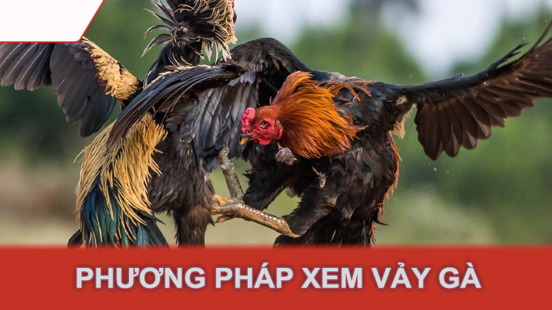 Phương pháp xem vảy gà