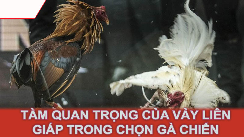 Tầm quan trọng của vảy liên giáp trong chọn gà chiến