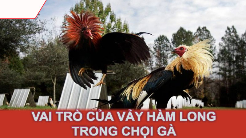 Vai trò của vảy hàm long trong chọi gà