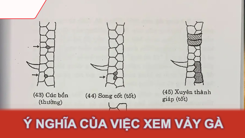 Ý nghĩa của việc xem vảy gà