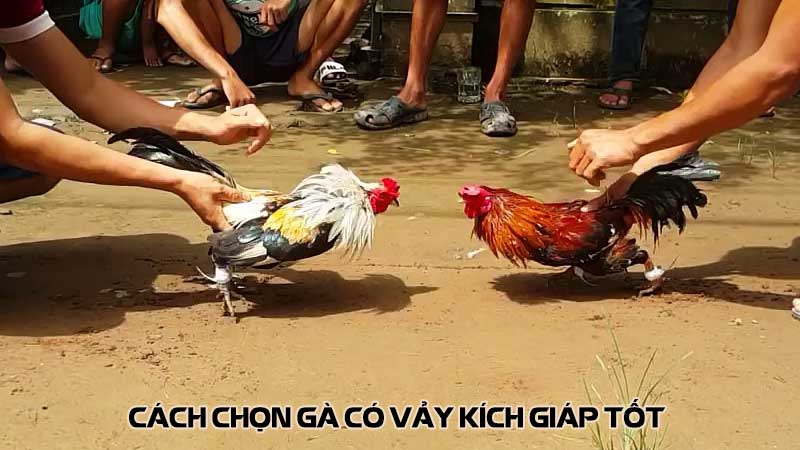 Cách chọn gà có vảy kích giáp tốt