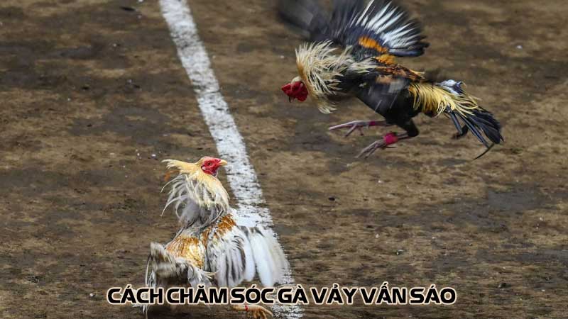 Cách chăm sóc gà vảy vấn sáo