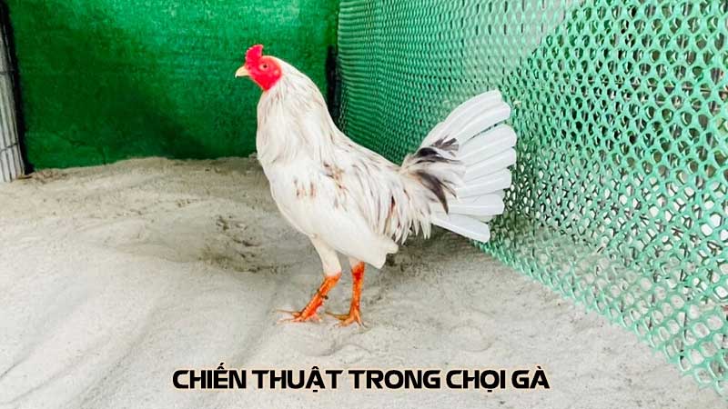 Chiến thuật trong chọi gà