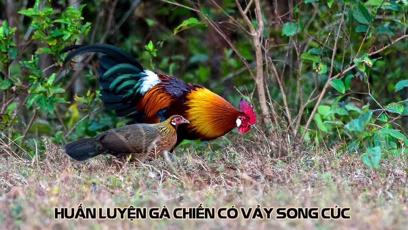 Huấn Luyện Gà Chiến Có Vảy Song Cúc