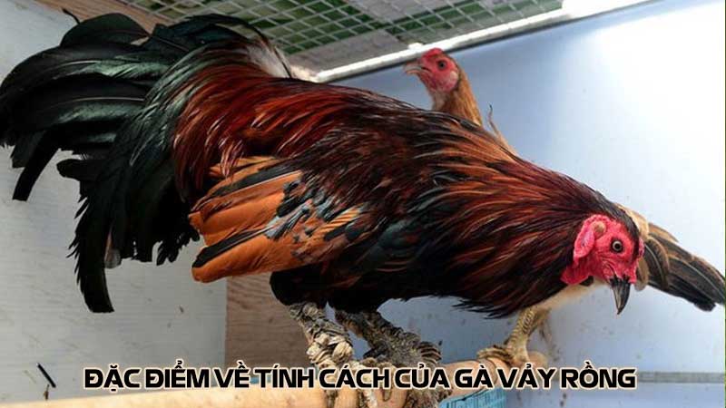 Đặc điểm về tính cách của gà vảy rồng