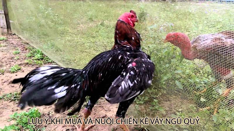 Lưu ý khi mua và nuôi chiến kê vảy ngũ quỷ