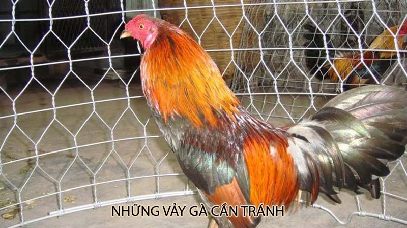 Những vảy gà cần tránh