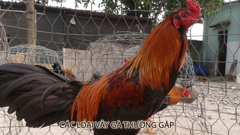 Các loại vảy gà thường gặp