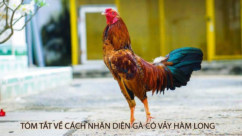 Tóm tắt về cách nhận diện gà có vảy hàm long