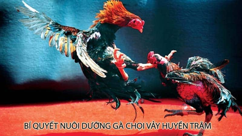 Bí quyết nuôi dưỡng gà chọi vảy huyền trâm