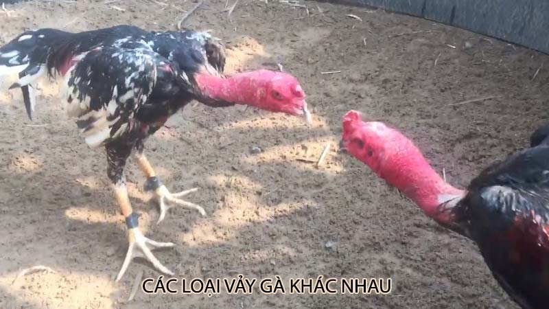 Các loại vảy gà khác nhau